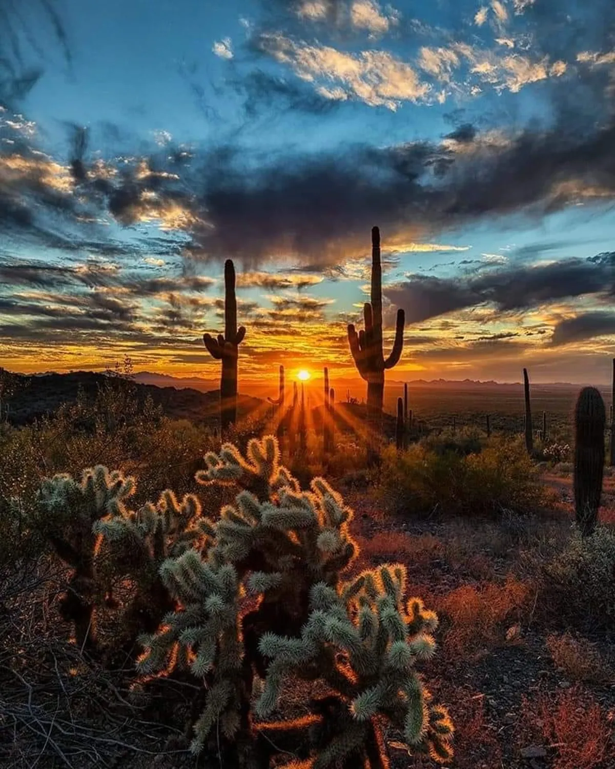A wide-angle desert view at sunset, with towering cacti silhouetted against a glowing sky and sweeping desert landscape. The scene illustrates the natural beauty surrounding the home and evokes a sense of adventure and possibility for outdoor exploration.