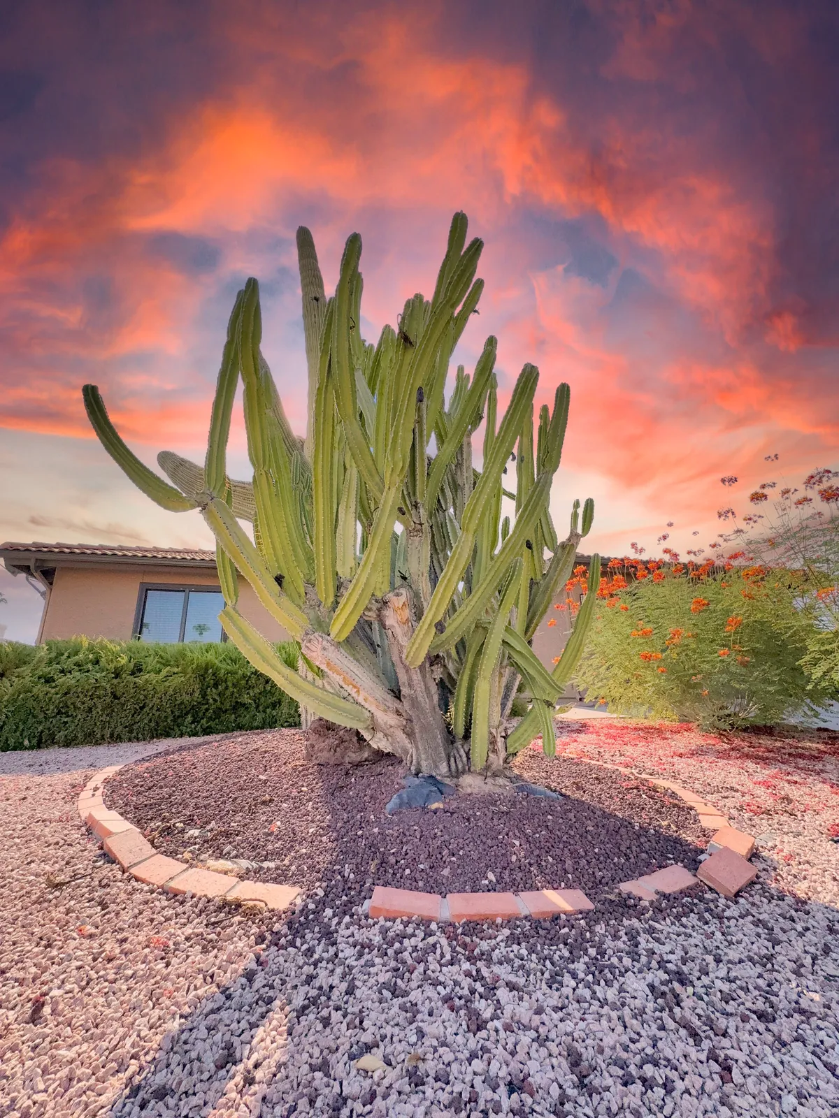 A serene exterior view featuring a tall cactus, vibrant landscaping with flowering plants, and a colorful sunset sky. The well-maintained outdoor space exudes tranquility and showcases the beauty of the Arizona desert, ideal for outdoor relaxation or gathering with family and friends.