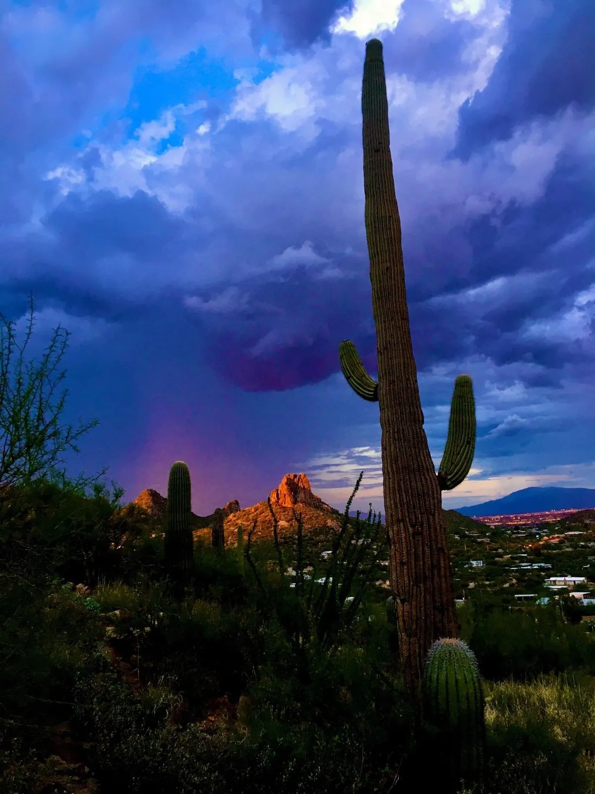 A sweeping desert view featuring a tall cactus in the foreground, rugged rocky mountains in the distance, and lush Sonoran vegetation. The scene is bathed in serene, natural light, emphasizing the beauty and tranquility of the Arizona landscape.